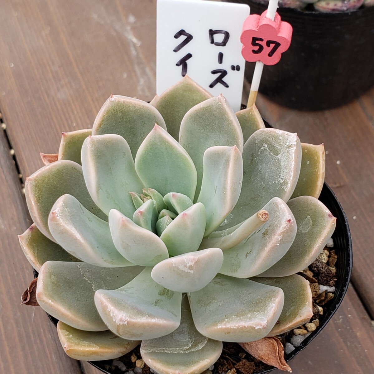 多肉植物NO57★ローズクイーン★ 7.5㎝ポット  ★ 新入荷★ 韓国苗  抜き苗  超美苗の画像4