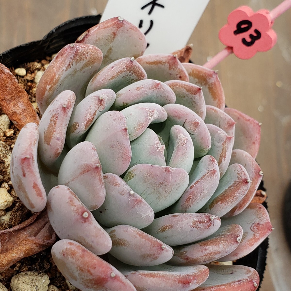 多肉植物NO93★カーネリアン★ 7.5㎝ポット  ★ 新入荷★ 韓国苗  抜き苗  超美苗の画像3