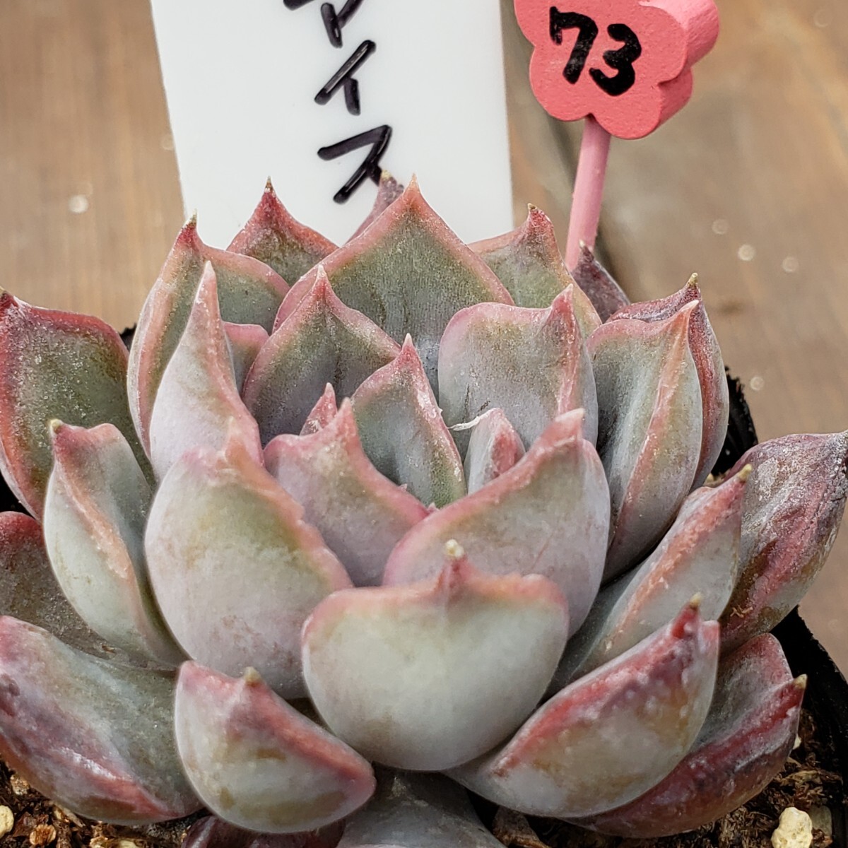 多肉植物NO73★ダークアイス★   6㎝ポット★ 新入荷★ 韓国苗  抜き苗  超美苗の画像2