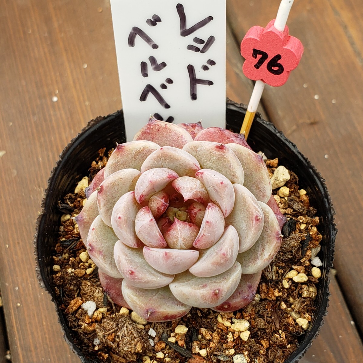 多肉植物NO76★レッドベルベット★ 6㎝ポット★ 新入荷★　韓国苗 　抜き苗　 超美苗_画像6