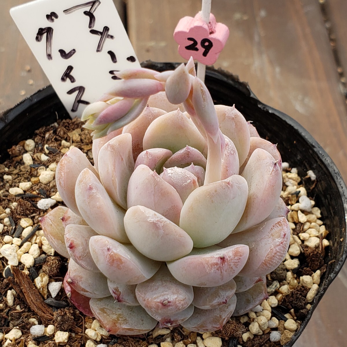 多肉植物NO29★アメイジンググレイス★ 7.5㎝ポット★ 新入荷★ 韓国苗  抜き苗  超美苗  エケベリアの画像7