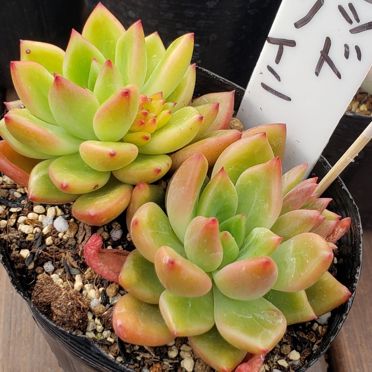 多肉植物NO873★レッドワイン★ 7.5㎝ポット★ 新入荷★ 韓国苗  抜き苗  超美苗  エケベリアの画像4