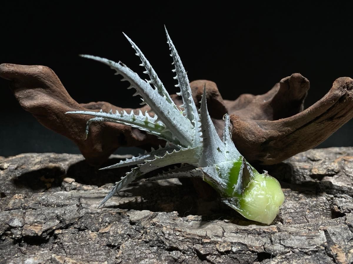 ディッキア ノーススター 子株 / Dyckia North Star ブロメリア カキコ 多肉植物