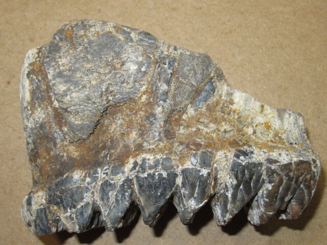 不明 動物 歯 化石 ６７０ｇの画像2