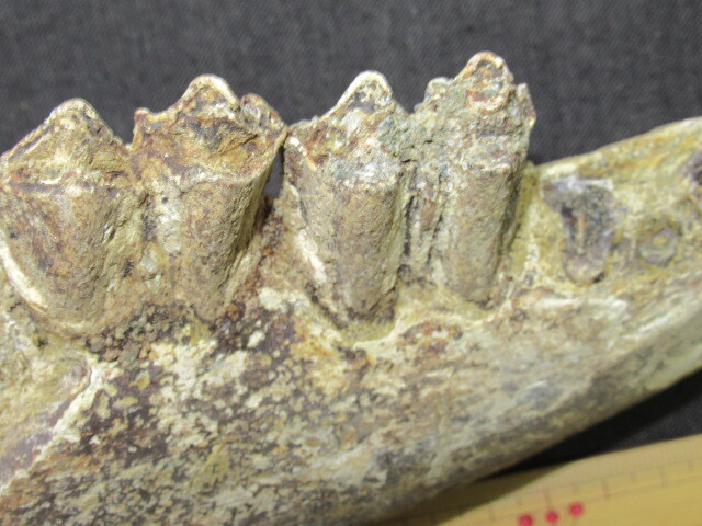 不明 動物 歯 化石 　５８４ｇ ④_画像4