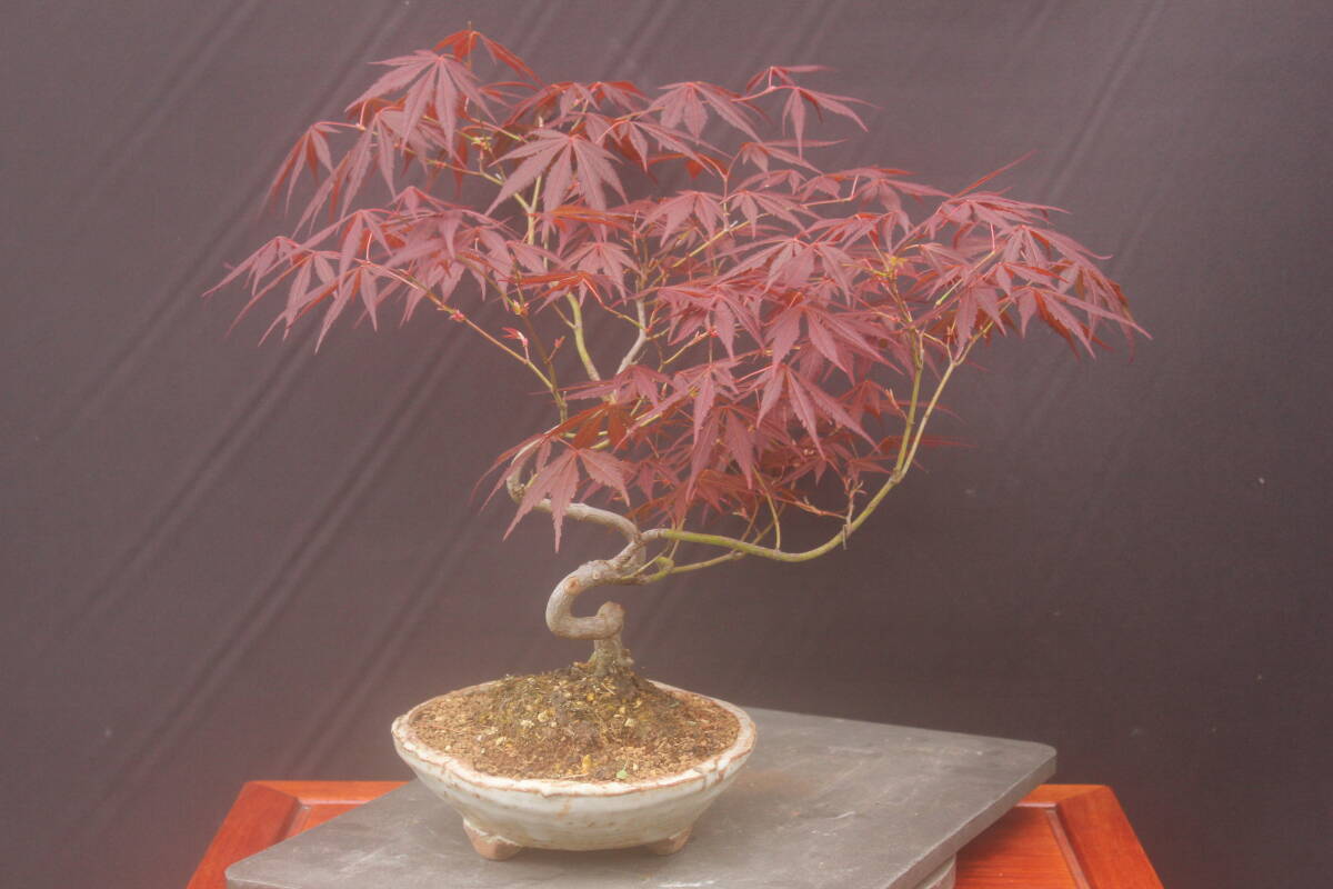  bonsai Fuji red ... maple 