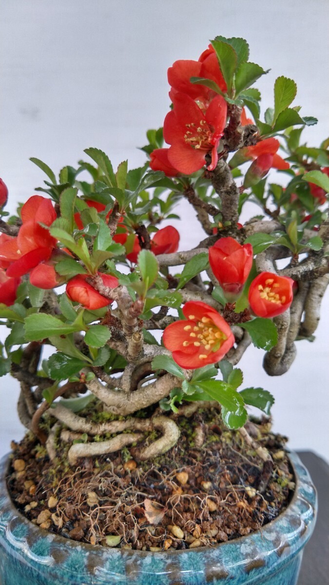 長寿梅（赤花）1 小品盆栽の画像8