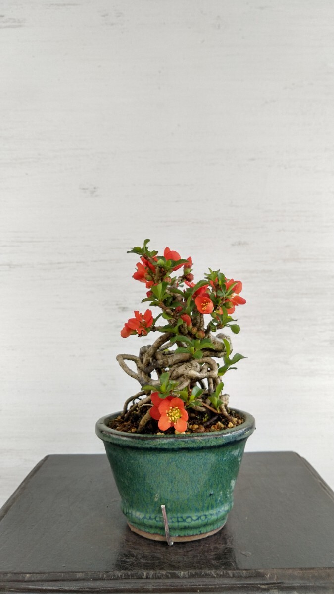 長寿梅（赤花）3 小品盆栽の画像2
