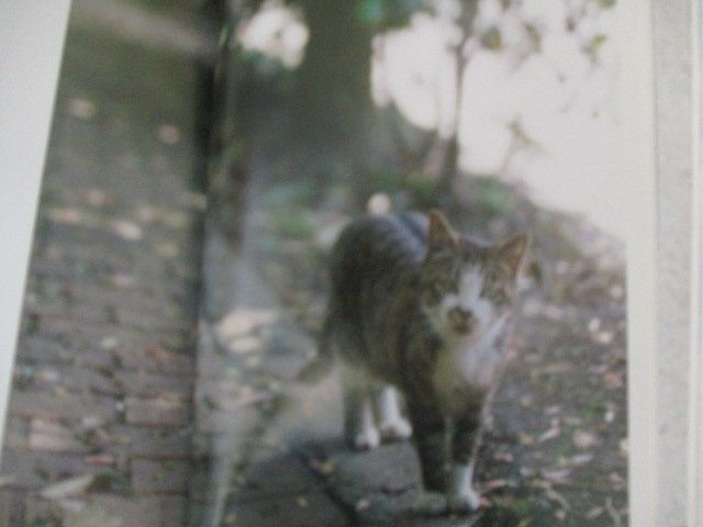 B・猫と写真の時間・藤田一咲・枻文庫・2004_画像2