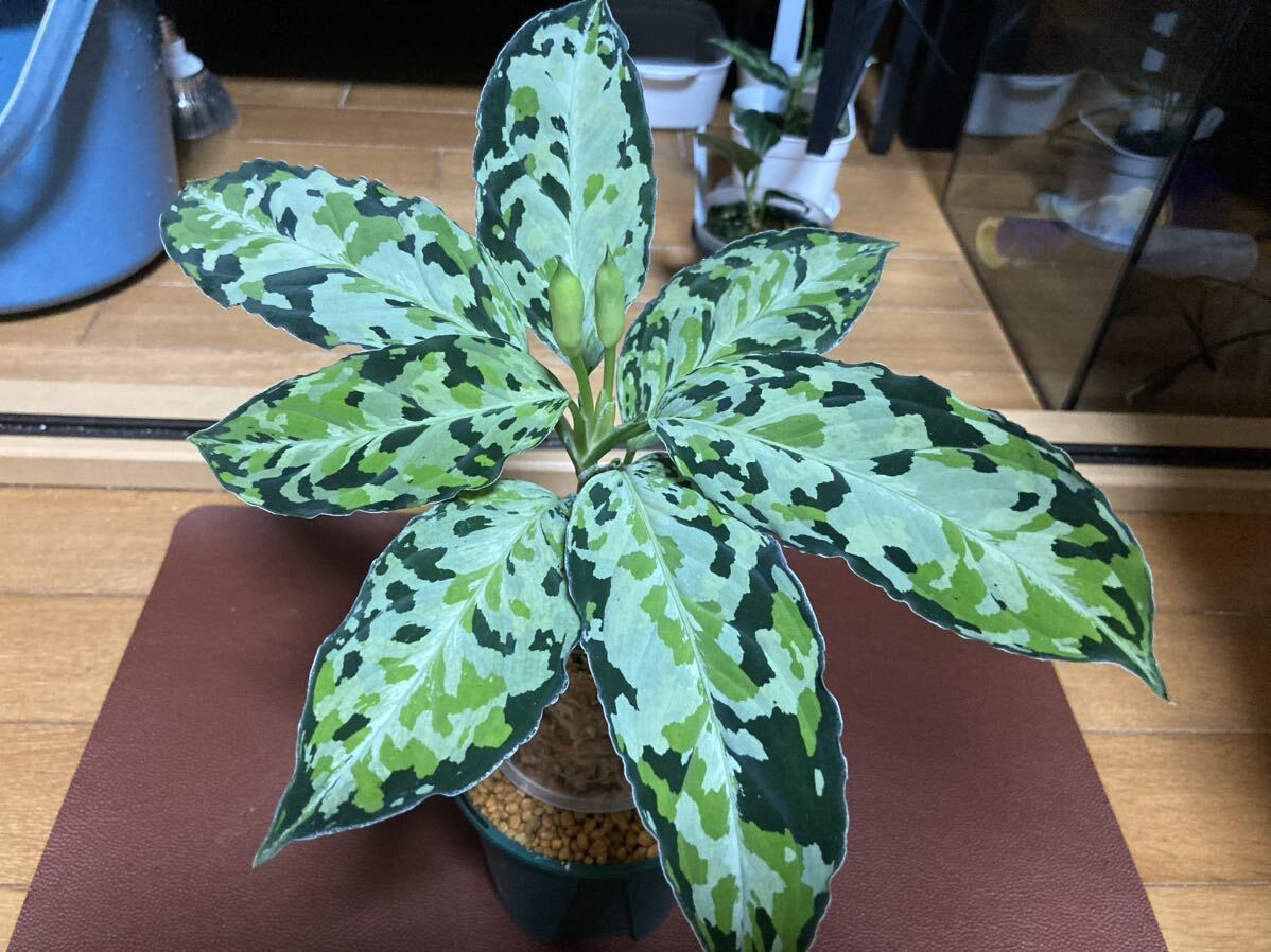 Aglaonema pictum Laplace(ラプラス）箱個体増殖株の画像1