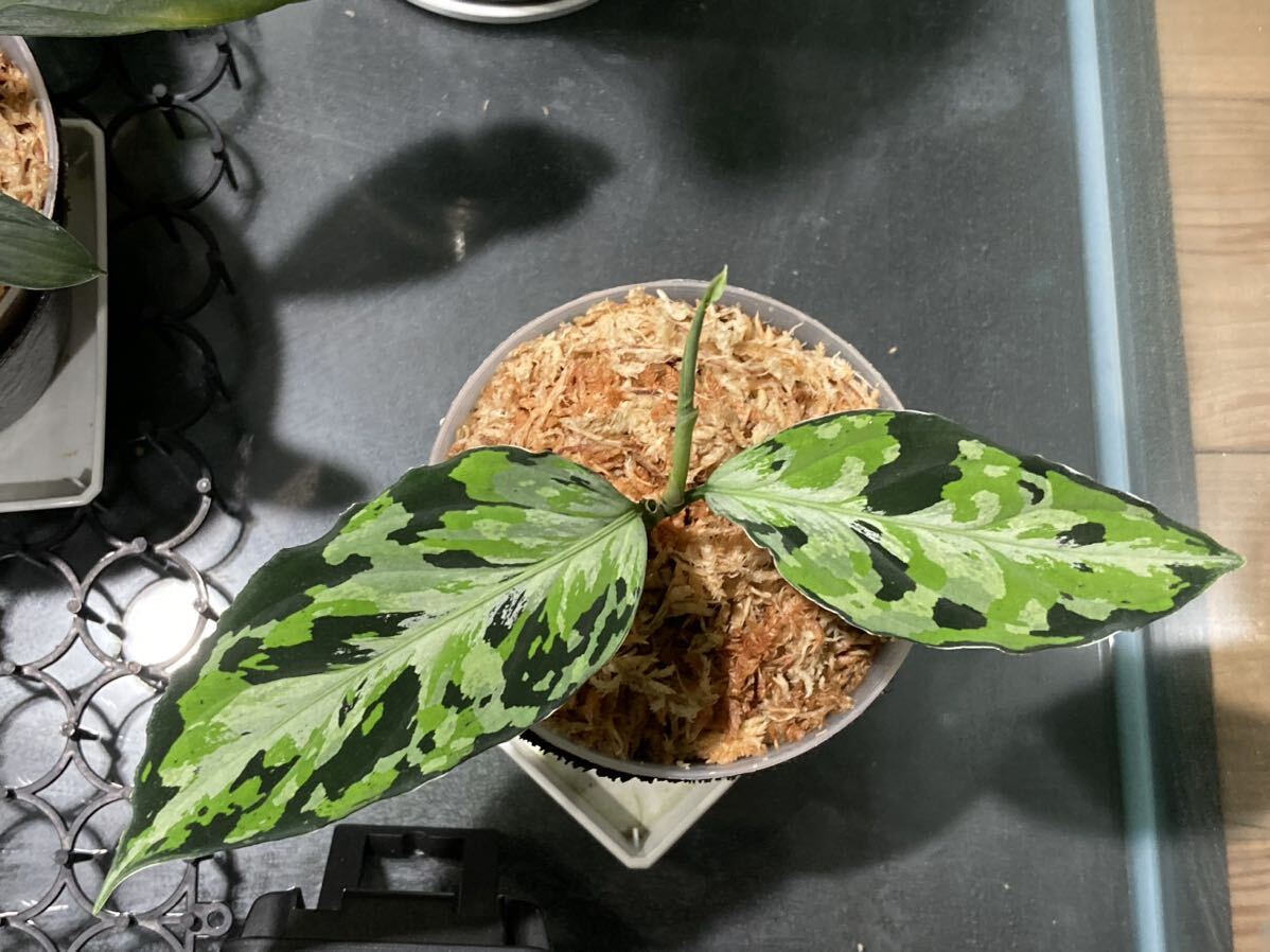 Aglaonema pictum Laplace(ラプラス）箱個体増殖株の画像5