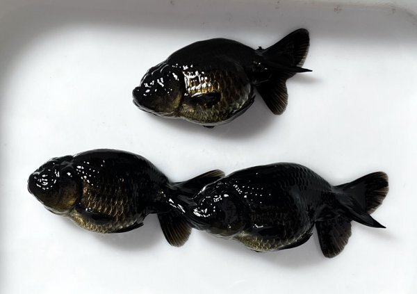 ★☆黒らんちゅう・二歳魚・約5.5〜6㎝・3匹（雄2・雌1）☆★の画像4