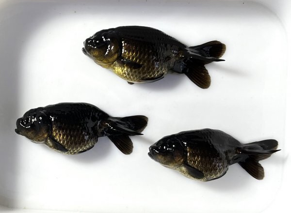 ★☆黒らんちゅう・二歳魚・約6〜6.5㎝・3匹☆★_出品魚です。