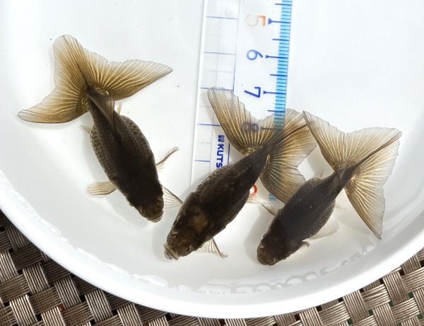 ☆土佐錦・二歳魚・約5～5.5cm・3匹☆_出品魚です。