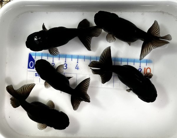 ◎黒らんちゅう・二歳魚・約5.5～6㎝・5匹◎428_出品魚です。