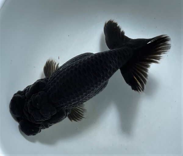 * black golgfish * two -years old fish * approximately 4.5~5.*5 pcs *