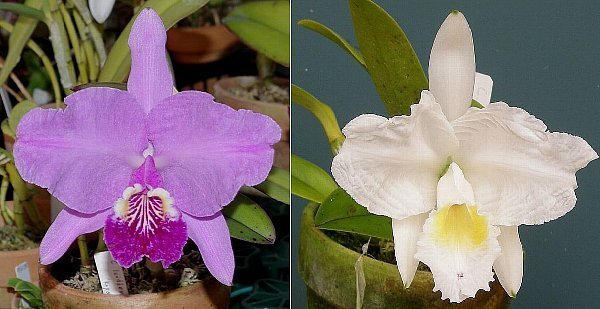 洋蘭カトレア原種 c.lueddemanniana tipo系 実生株 初花蕾付の画像1