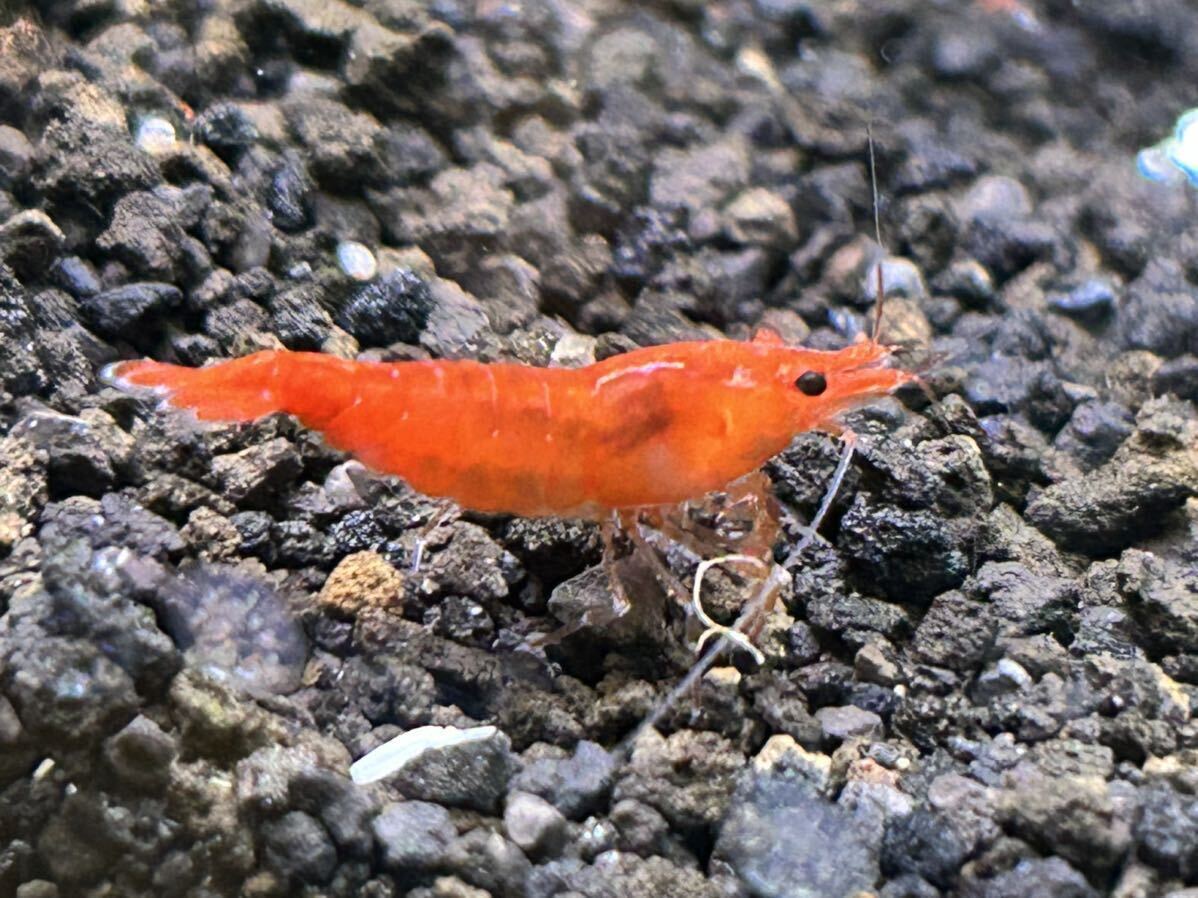  red red mi Nami freshwater prawn red .10 pcs own breeding aquarium biotope water plants aquarium 