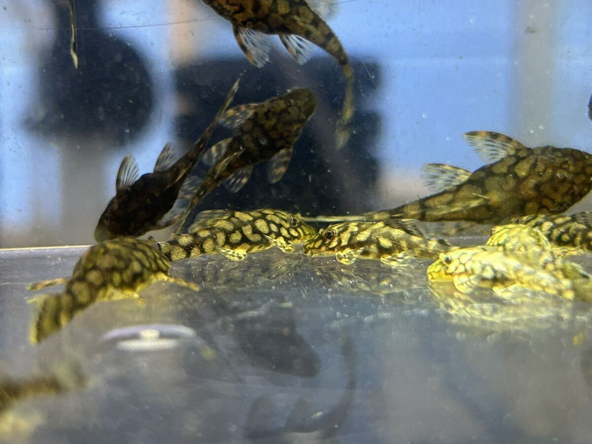 レア魚【プレコ・小型プレコ系】 ロイヤルアラベスクブッシープレコ 5匹セット２～３センチサイズの画像9