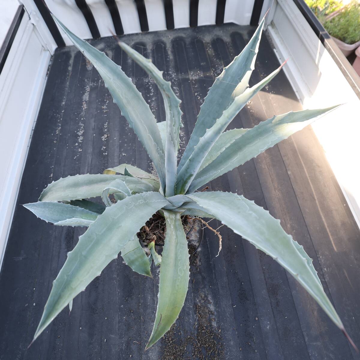  agave Pro to America -na super Imp Lynn ting width 80cm large child seedling attaching 