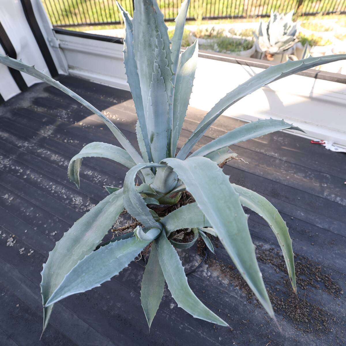  agave Pro to America -na super Imp Lynn ting width 80cm large child seedling attaching 