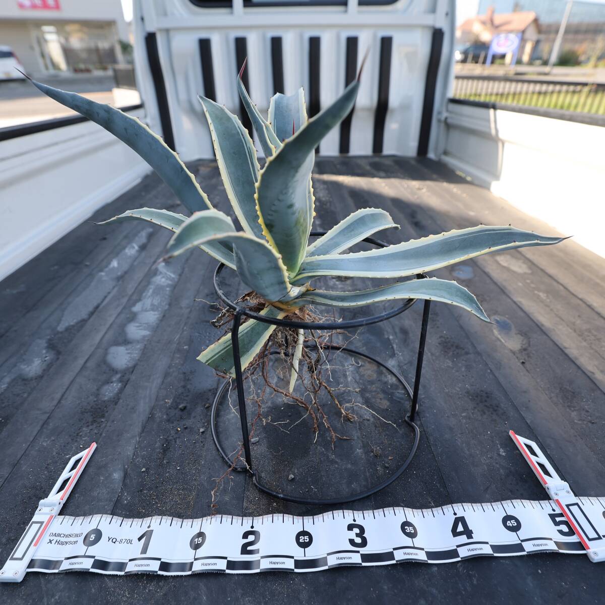  agave marshmallow cream narrow leaf 50cm large seedling 