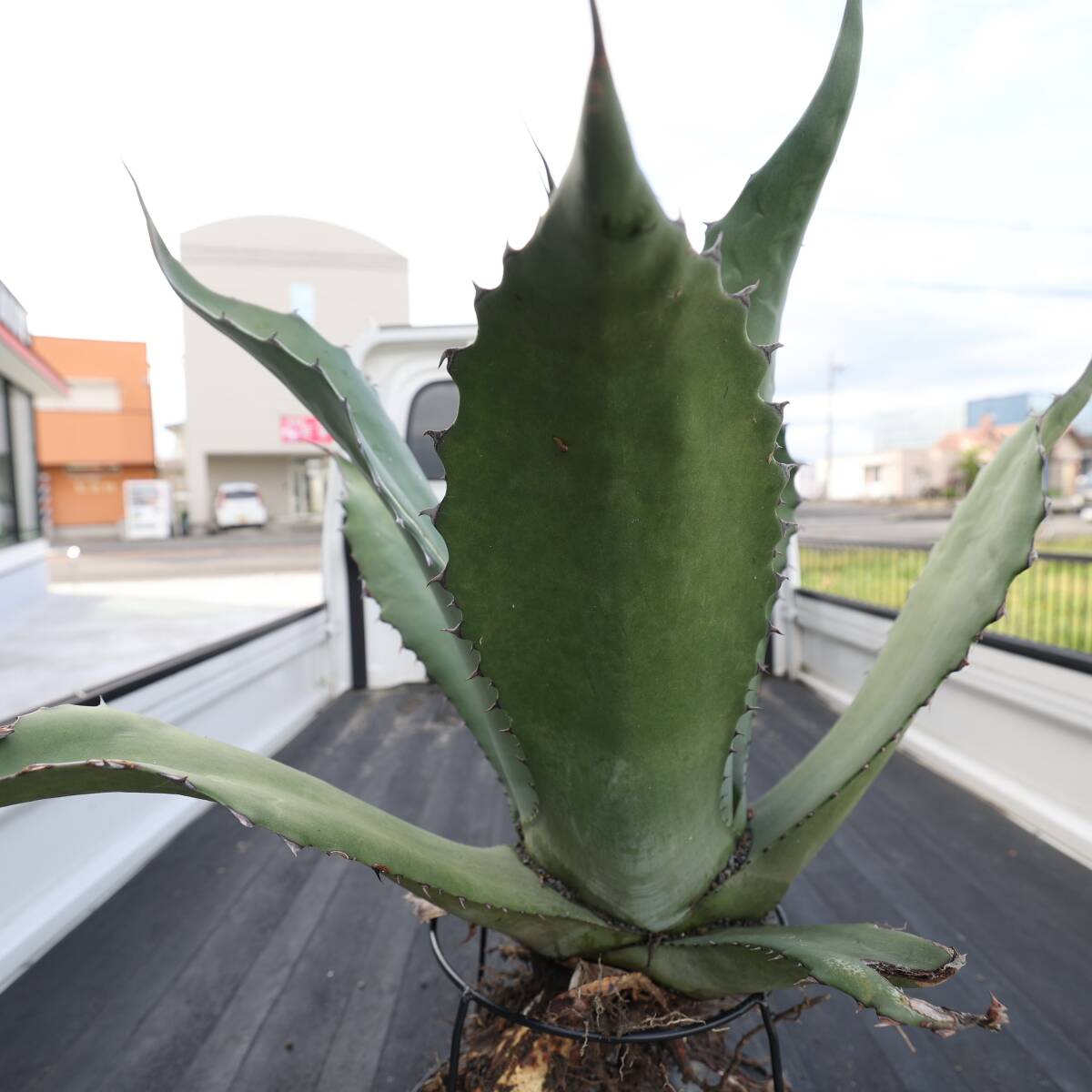  agave fe lock s wide width meat thickness type width approximately 75cm. Monstar seedling 