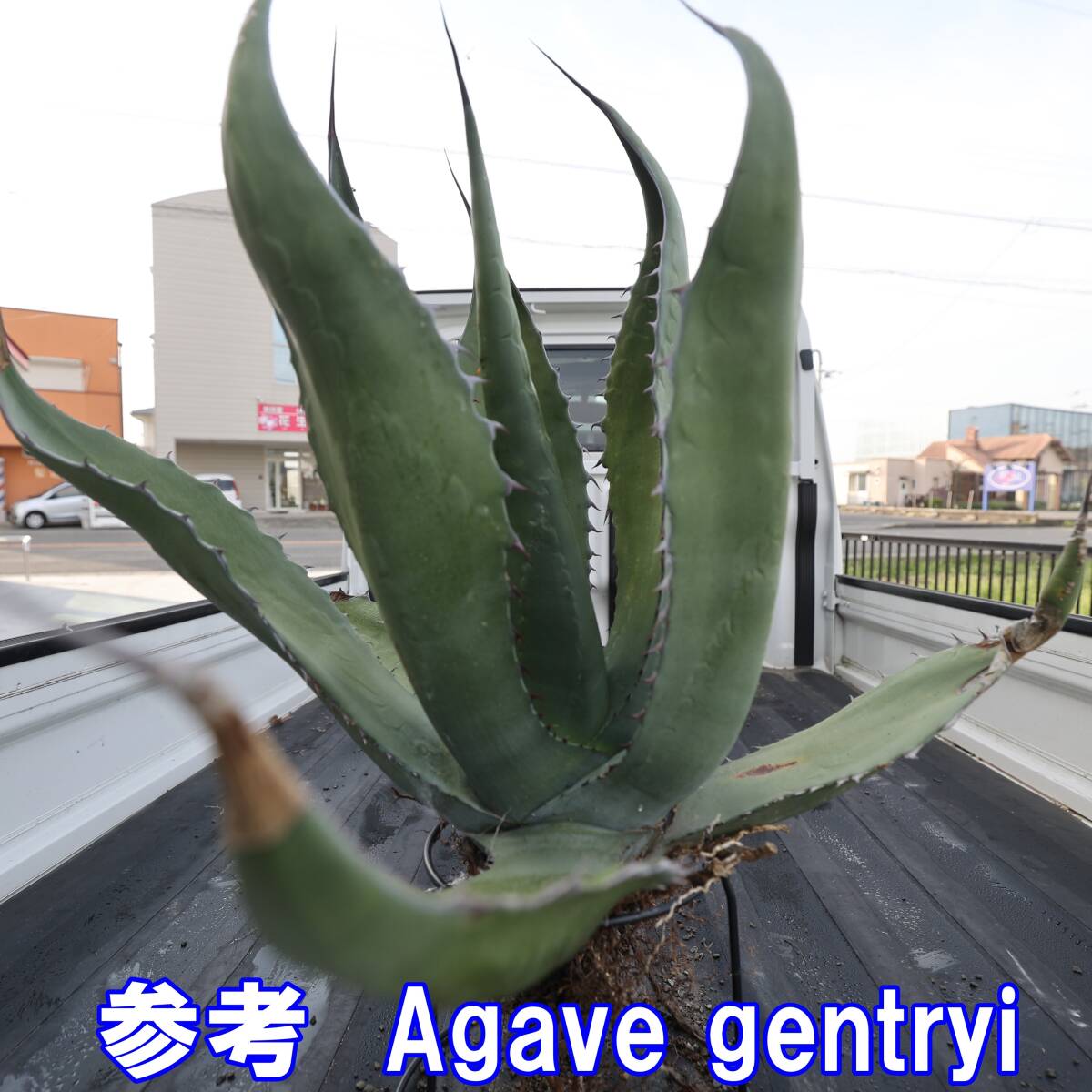  agave fe lock s wide width meat thickness type width approximately 75cm. Monstar seedling 