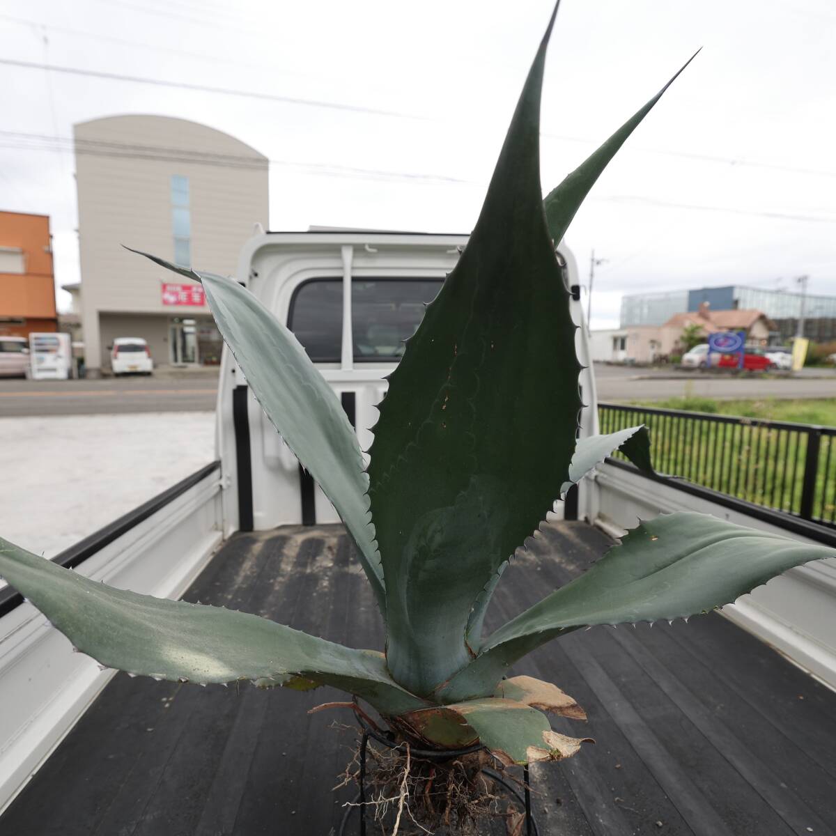  agave Sigma to filler width 100cm large oyster ko