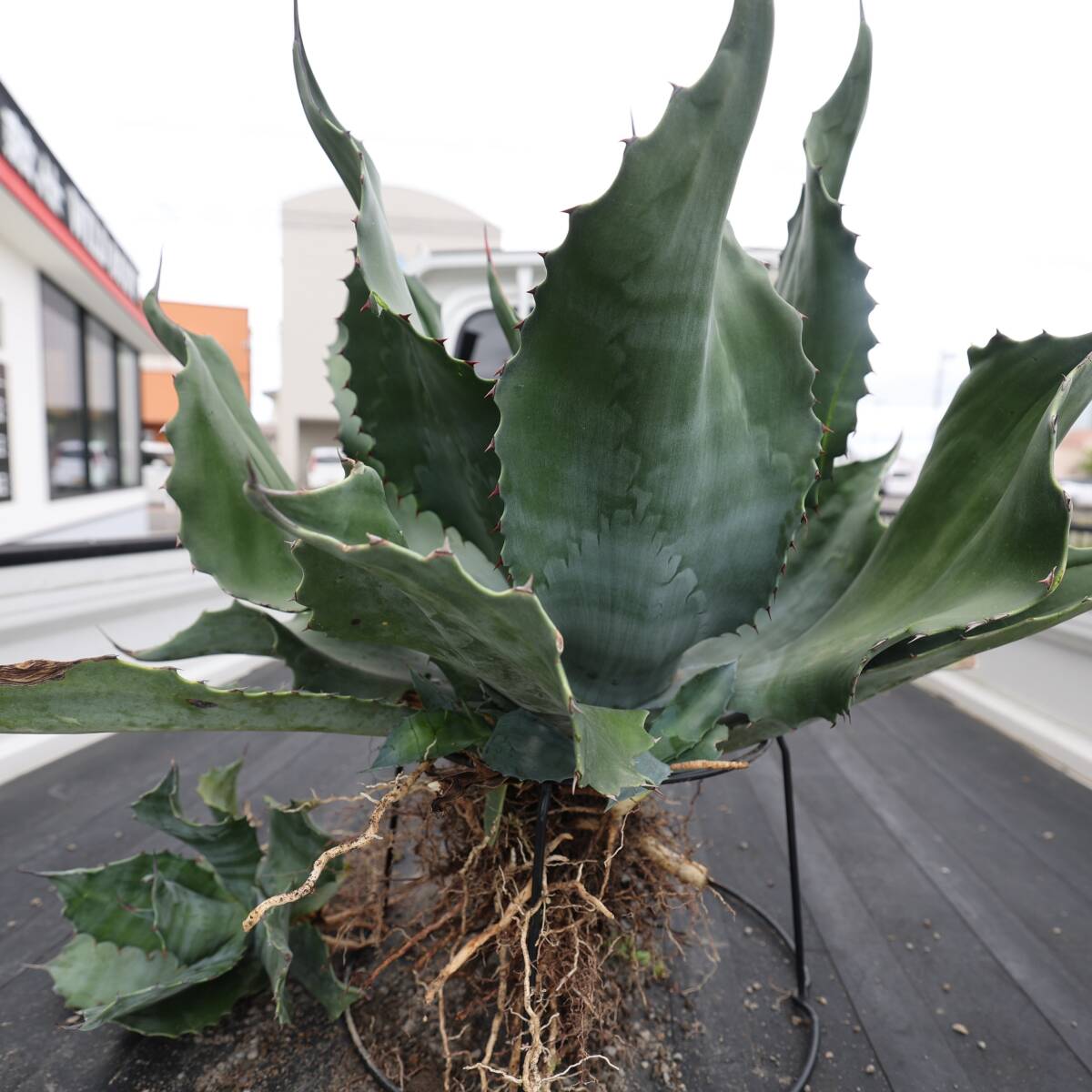  agave k Lazy hose 75cm. wide width beautiful seedling + large child seedling +chibi seedling several 