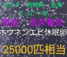 送料無料! めだか爆食！高栄養価 ホウネンエビ 休眠乾燥卵 約25000個 取説付 金魚 鯉稚魚 熱帯魚 グッピー餌の画像1