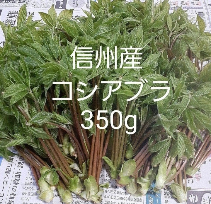 信州産　採れたて　コシアブラ　350g　送料込　山菜　②_画像1