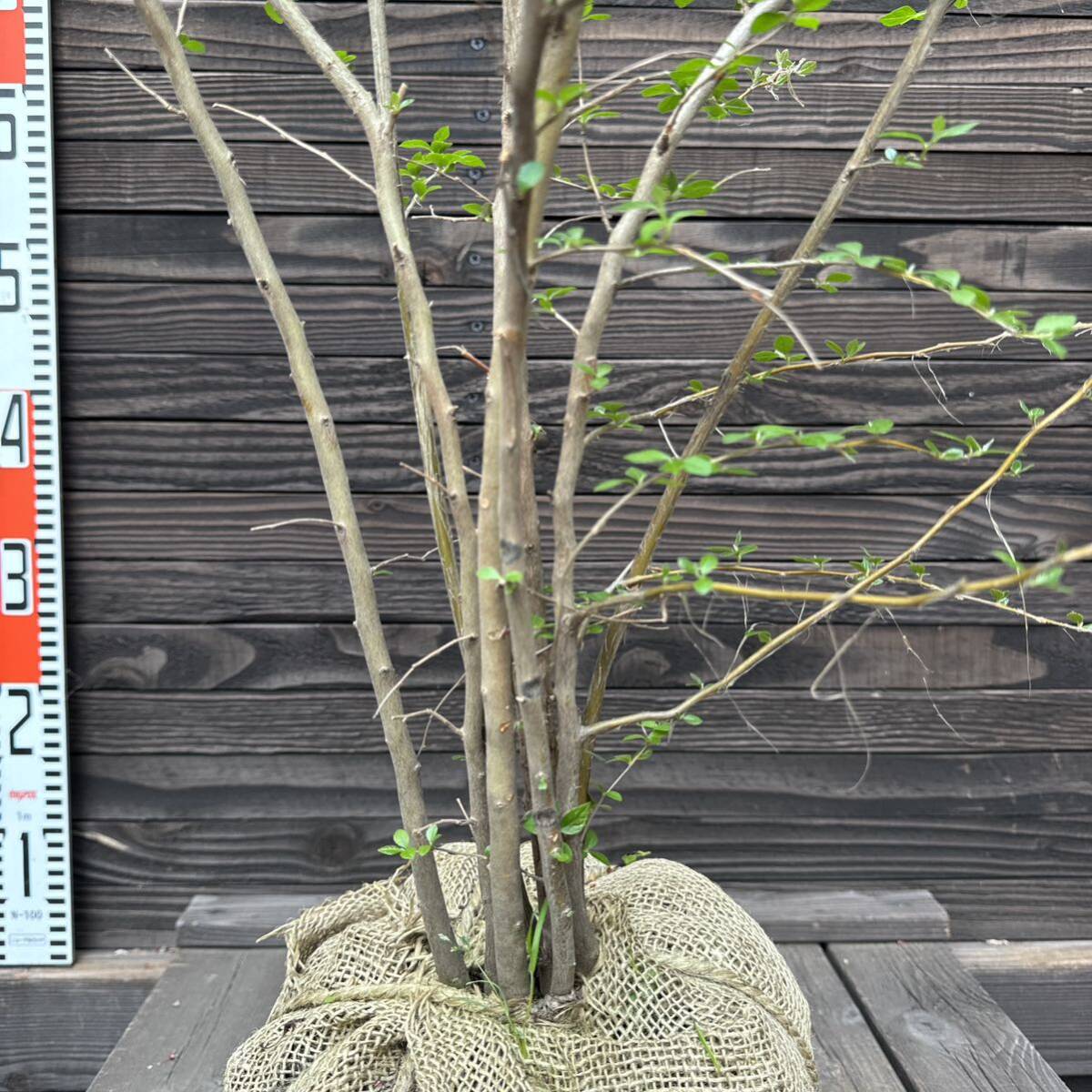  styrax japonica / stock ..[ reality goods shipping ] control 60064