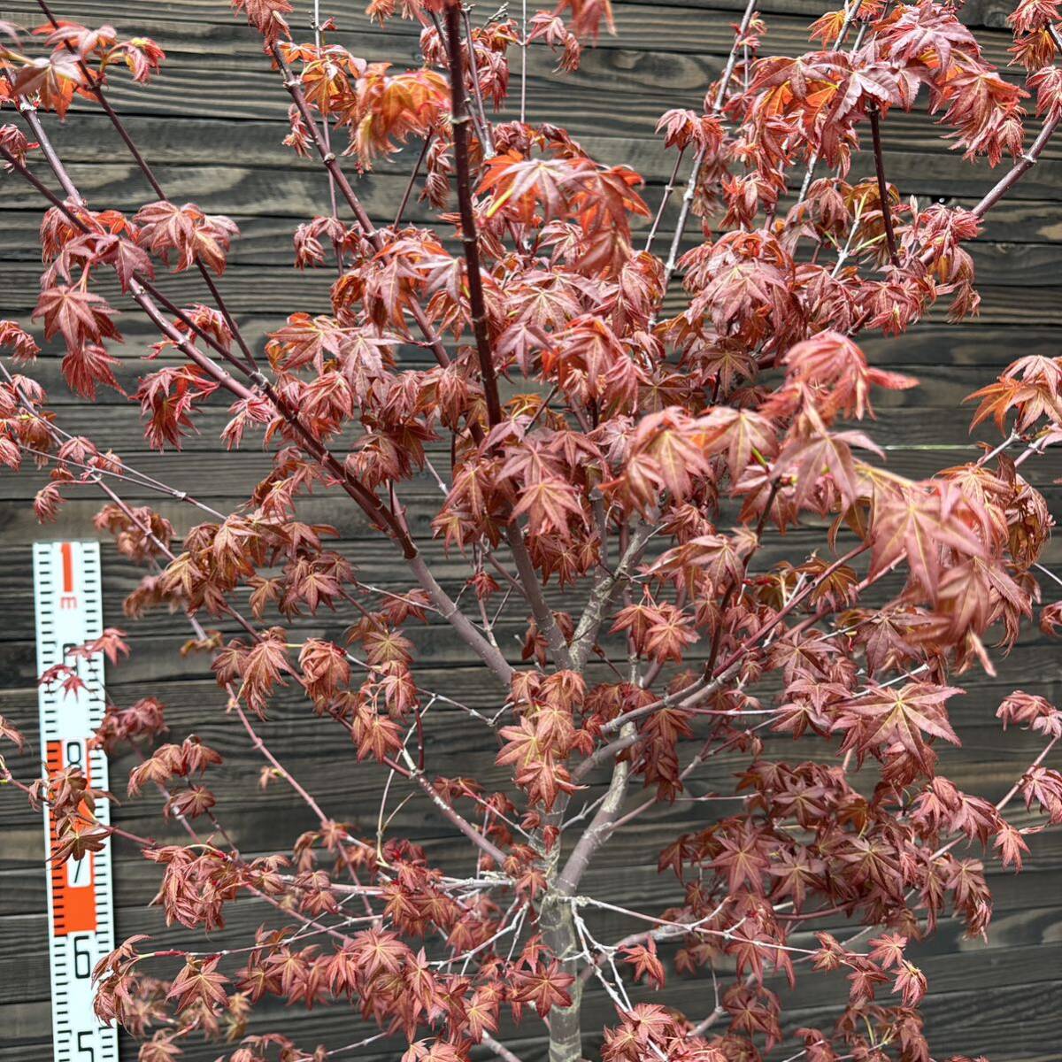 岐阜県揖斐川産さざれ石231キロ 庭石鑑賞石石盆石水石灯籠庭坪庭 岐阜県揖斐川産さざれ石231キロ 庭石鑑賞石石盆石水石灯籠庭坪庭