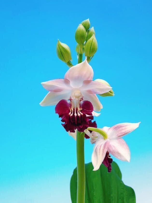 ☆寿峰苑☆「風の詩×神業」丹頂系交配初花開花中///えびね エビネ らん エビネラン カランセ 野生蘭 Cal._「風の詩×神業」初花