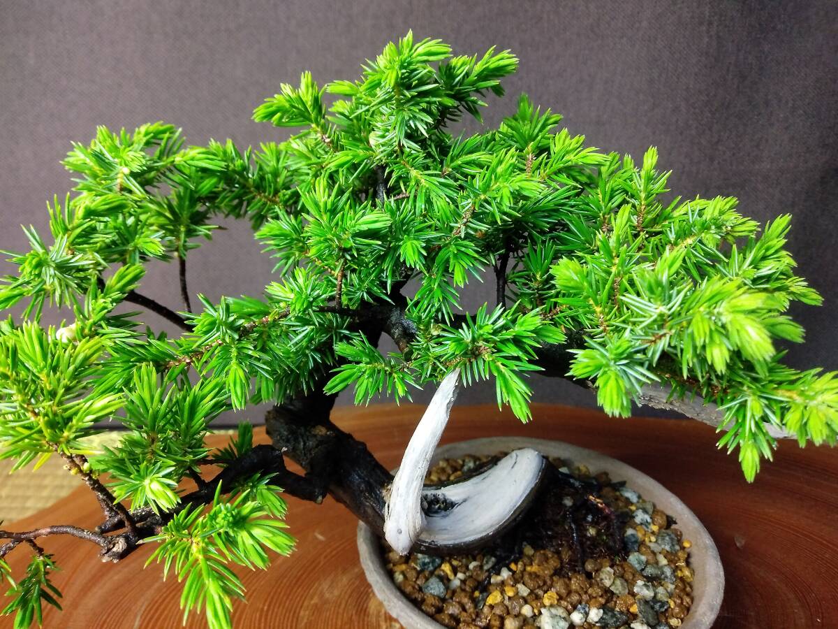 . сосна shohin bonsai высота дерева 16cm