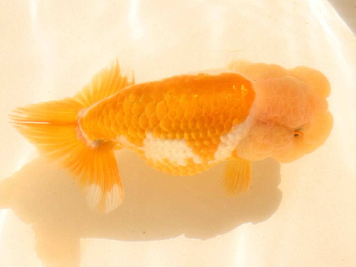 鬼フンタン・２歳魚・中部西大関系統・雄タイプ・１２ｃｍ・０２９・まーくんの画像2