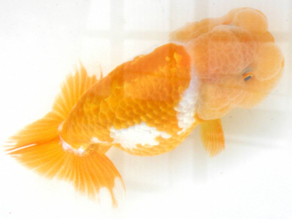 鬼フンタン・２歳魚・中部西大関系統・雄タイプ・１２ｃｍ・０２９・まーくんの画像4