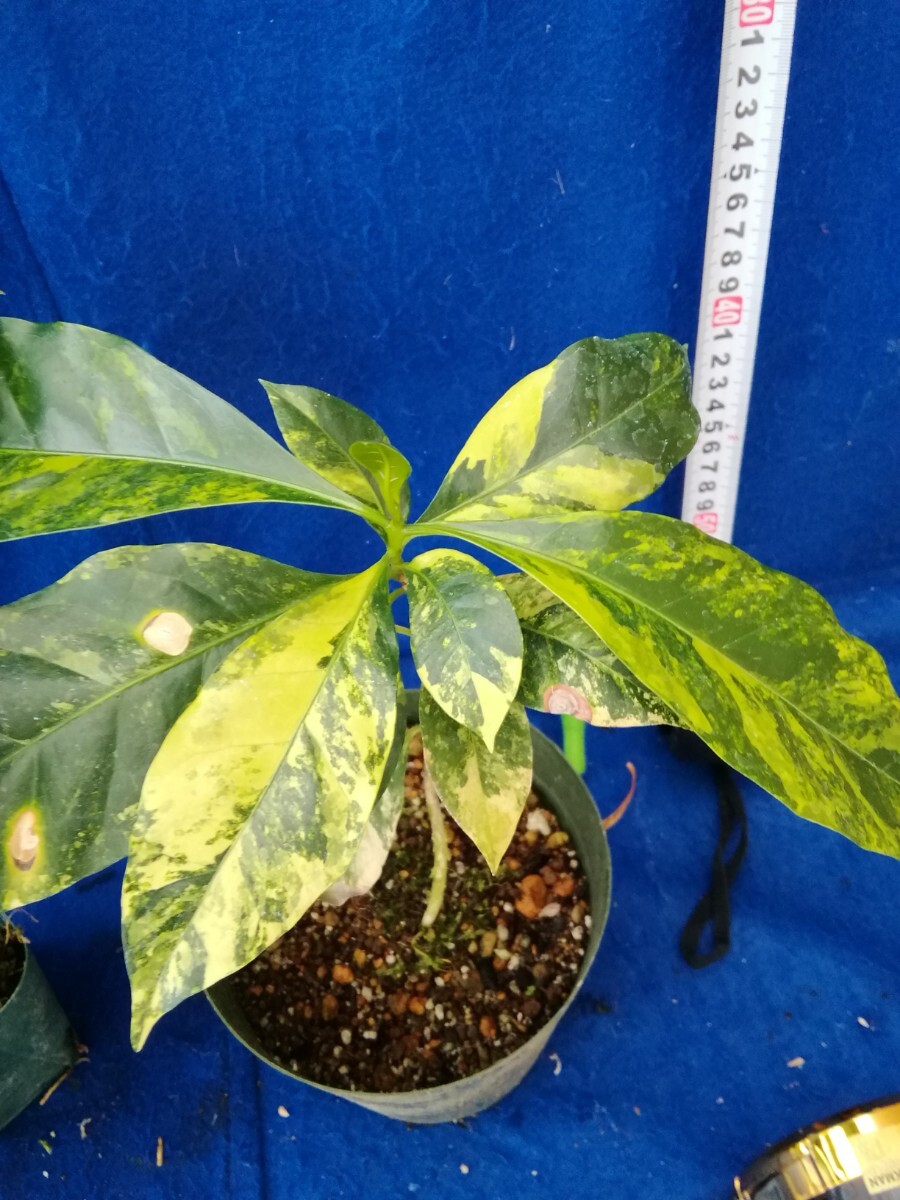 NO.0428　斑入り　古典　斑入コーヒーの木　実生　アラビカ種　大小　３ヶセット　coffee tree variegated 観葉植物　_画像4