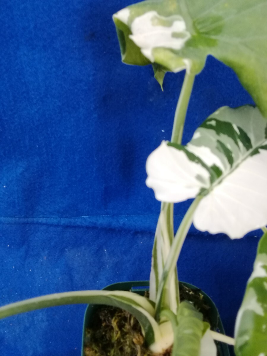 NO.0429 斑入り 古典 白斑入 クワズイモ ５つセット 観葉植物 の画像6
