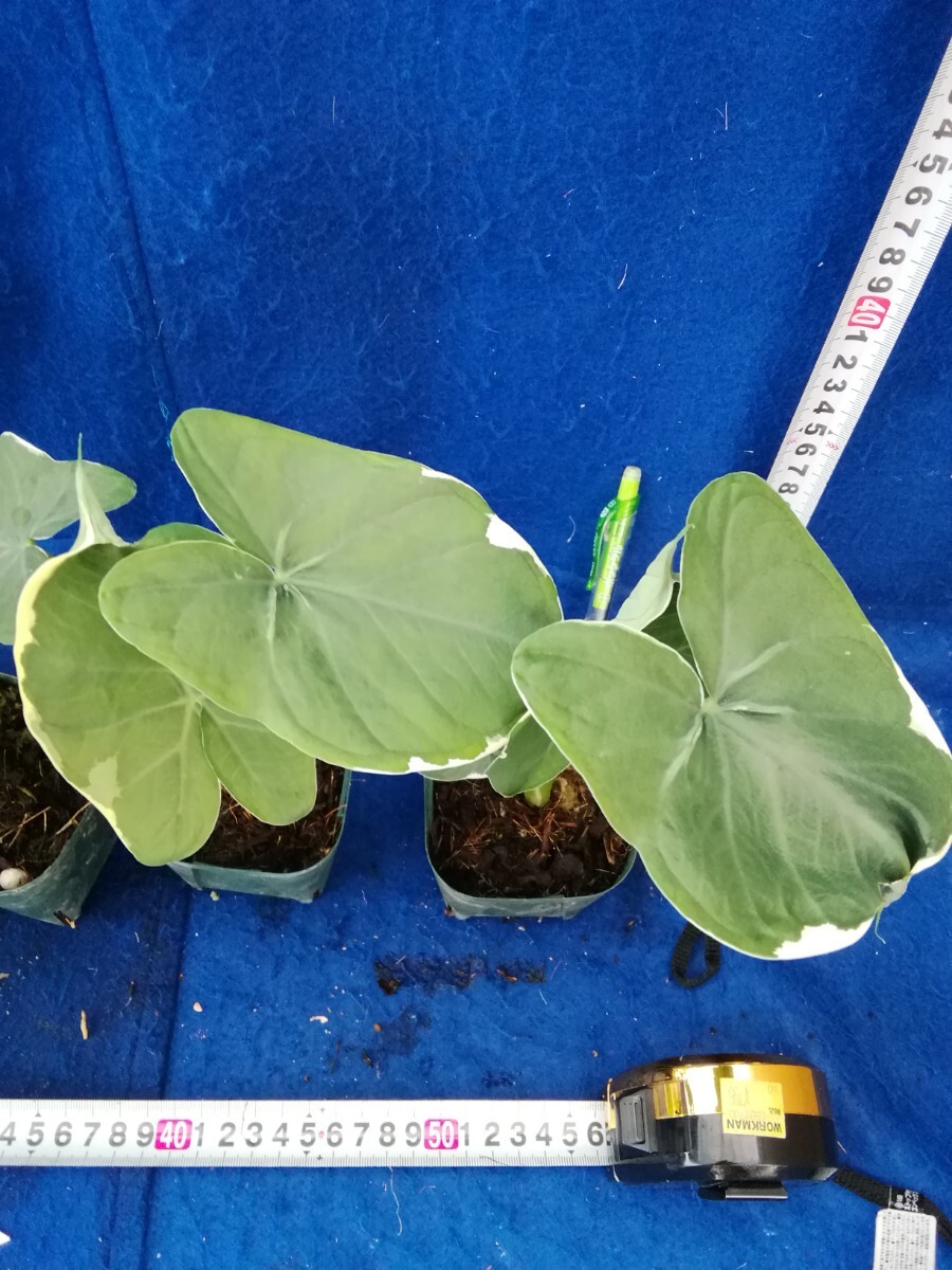 NO.0430 斑入り 古典 キサントソーマ斑入り ５つセット 観葉植物 の画像5