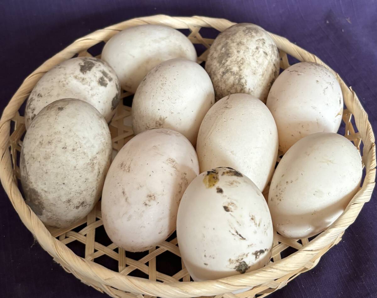 【食用】 有精卵 １0個  アヒル 合鴨  無洗卵  家畜   平飼い 未使用の画像2