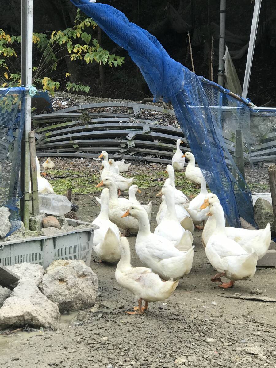 【食用】 有精卵 １0個  アヒル 合鴨  無洗卵  家畜   平飼い 未使用の画像7