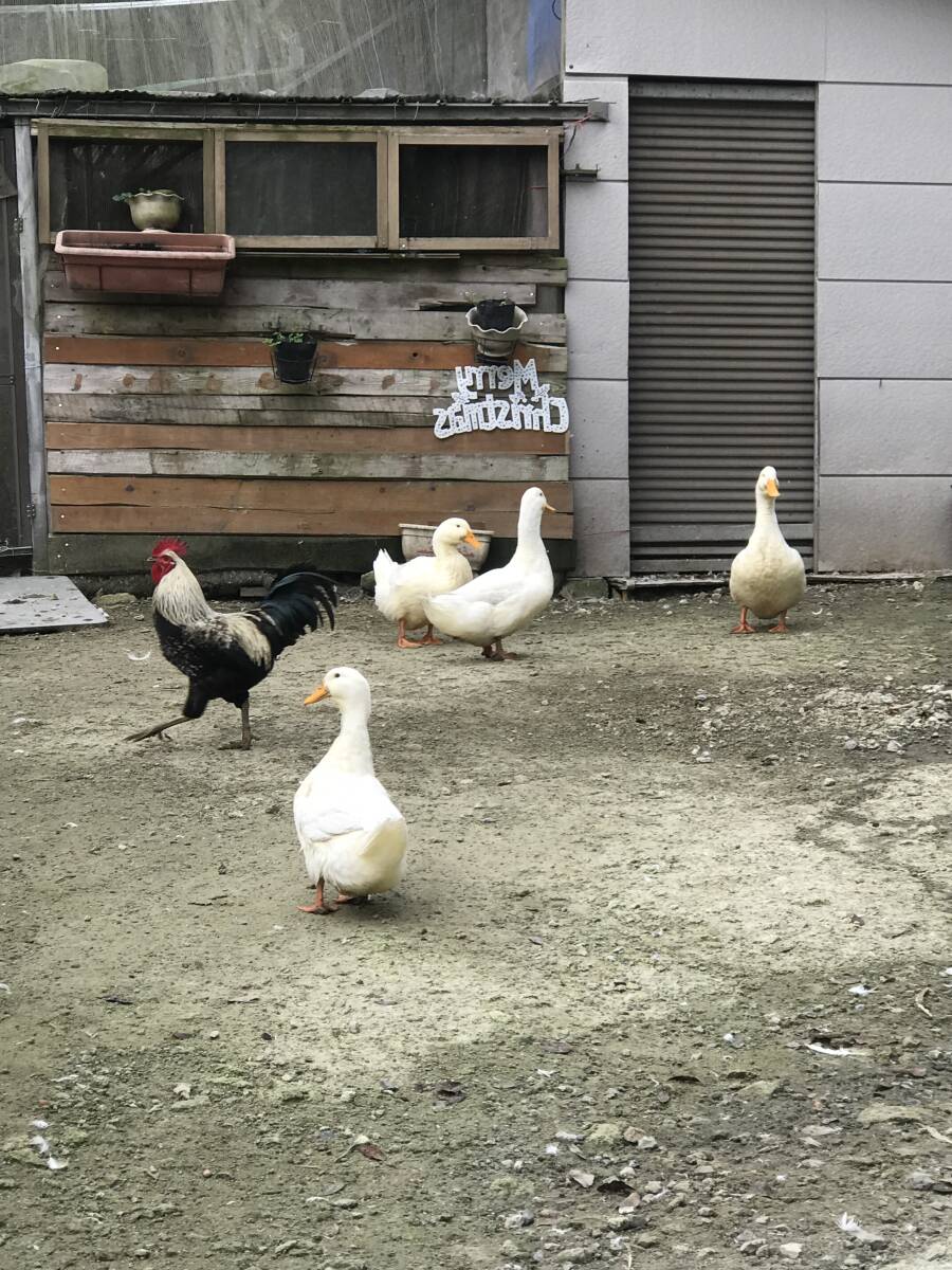 【食用】 有精卵 １0個  アヒル 合鴨  無洗卵  家畜   平飼い 未使用の画像5