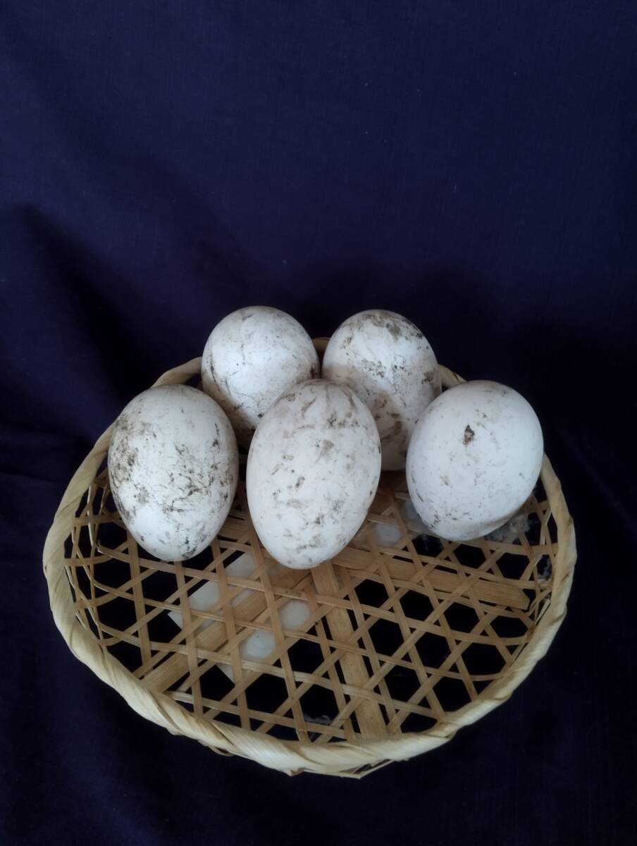 食用】 ガチョウの有精卵5個食用　有精卵 ５個 　卵 家畜 　 平飼い 未使用_画像3