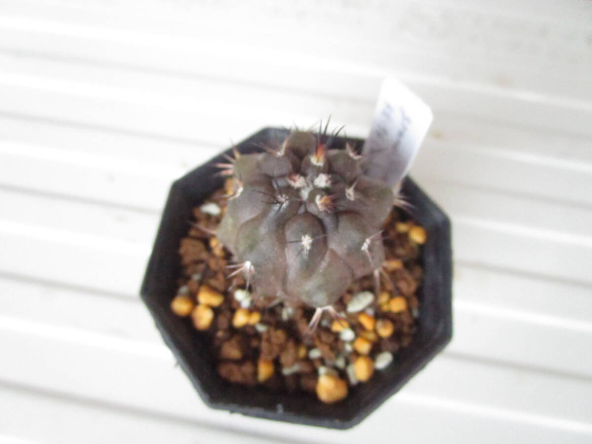 ●○サボテン Copiapoa grandiflora KK196 Carrizal Alto 600m(MESA#84.8105) 実生苗○●の画像1