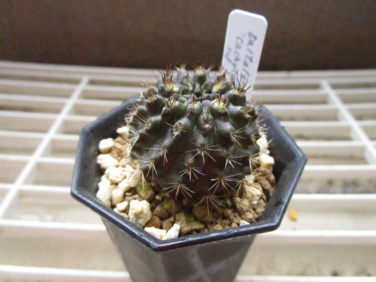 ●○サボテン ネオポルテリア Neoporteria taltalensis ‘cachytaensis’ ssp paucicostata 実生苗○●_画像2