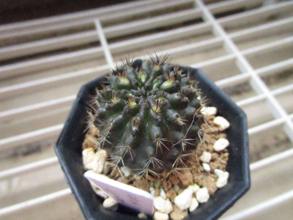 ●○サボテン ネオポルテリア Neoporteria taltalensis ‘cachytaensis’ ssp paucicostata 実生苗○●_画像4