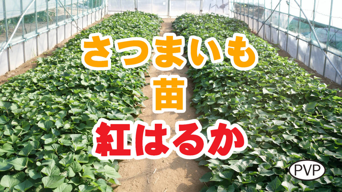 紅はるか苗 50本～ / 即日～翌日発送 / 着日相談可 / 直接引取可 / べにはるか / サツマイモ苗 / さつまいも苗【#05003】_画像1