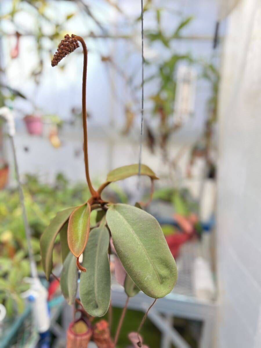 食虫植物 N.peltata ネペンテス　ペルタータ_画像3